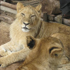 lion22.jpg