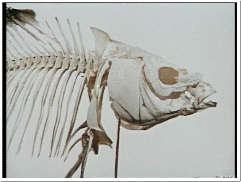 jan svankmajer historia naturae emmerdeur_170 jan svankmajer historia naturae emmerdeur_170