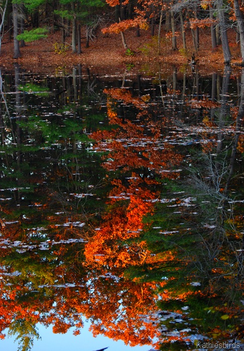 14. woodland reflected-kab