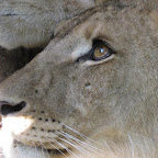 lion13.jpg