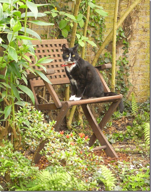 muis muis