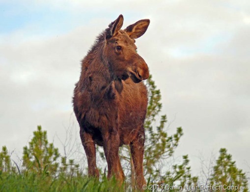 Turnbull NWR Moose