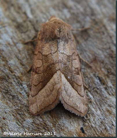 rosy-rustic (3) rosy-rustic (3)