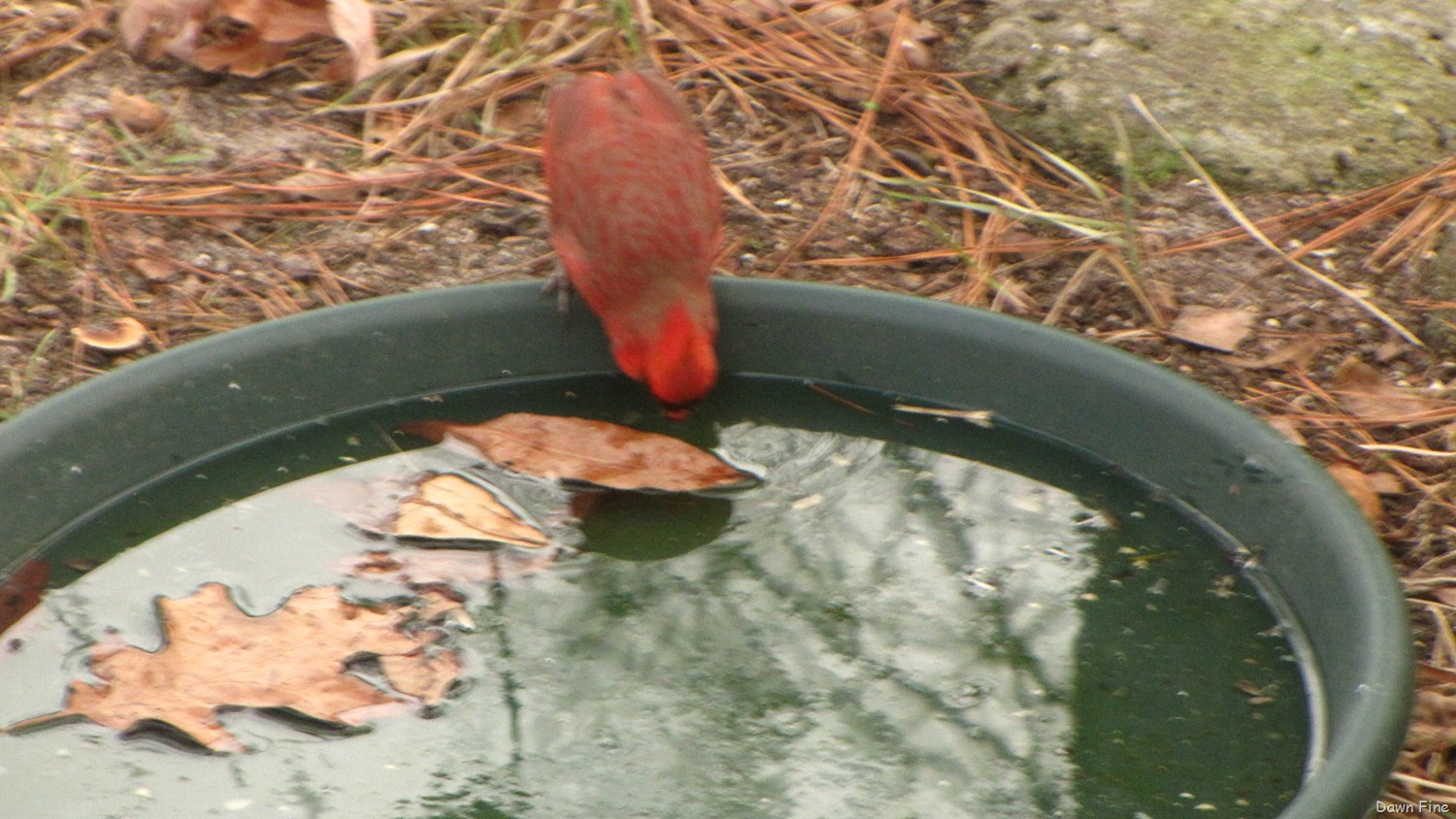 [Feeder%2520birds_037%255B3%255D.jpg]
