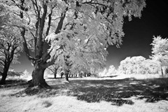 The-Trees-7
