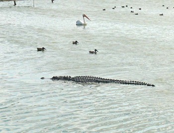 Port Aransas Alligator
