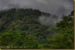 Cloud Forest