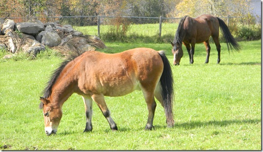 Fall at Jean's with horses. 068