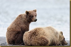 Bear cubs resting _ROT2549 September 02, 2011 NIKON D3S