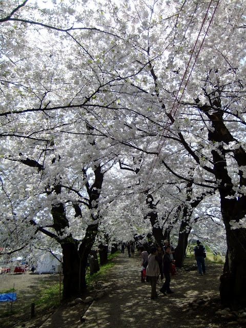 角館 桧木内川堤防の桜。こっちはちょうど満開ですごかった