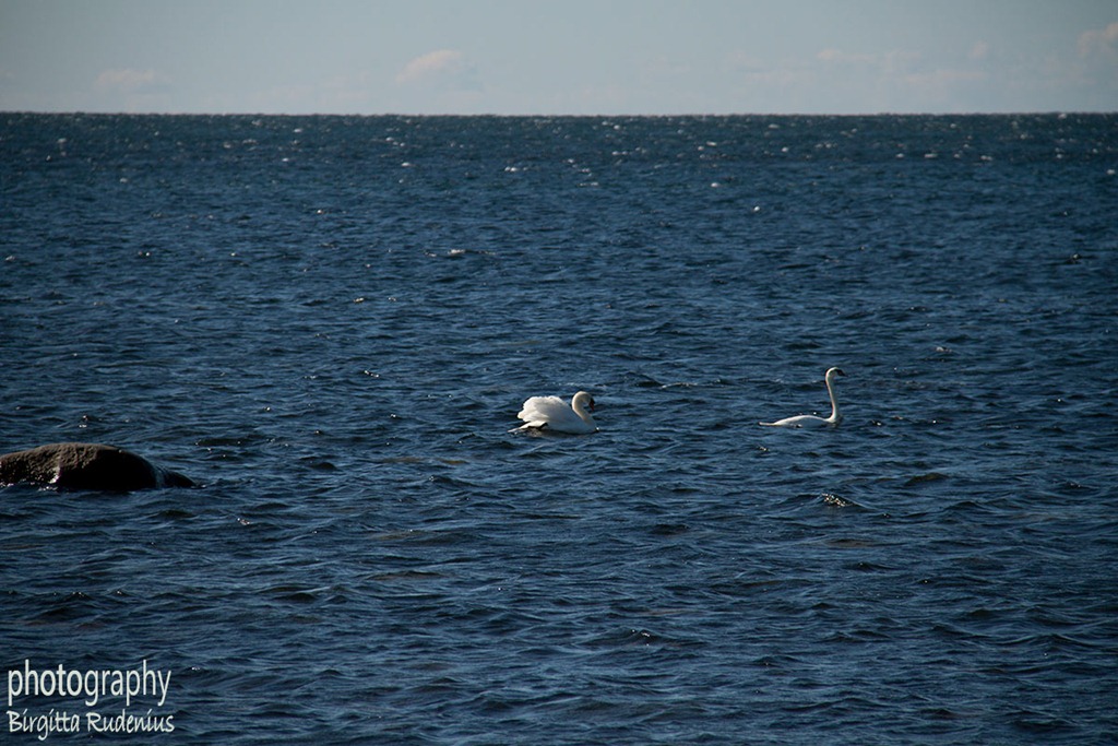 [birds_20120407_swans%255B2%255D.jpg]