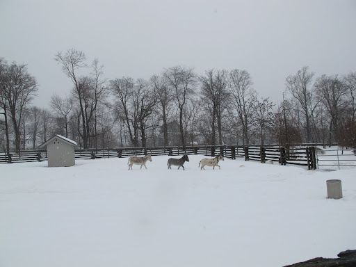 Yes G.K!  We love trotting around in the snow.  First, we go this way.....