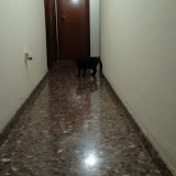 Ocho