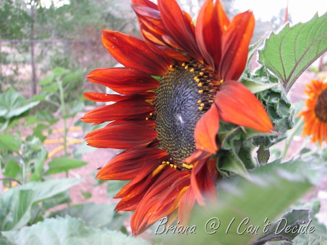 [IMG_6419_1%255B20%255D.jpg]