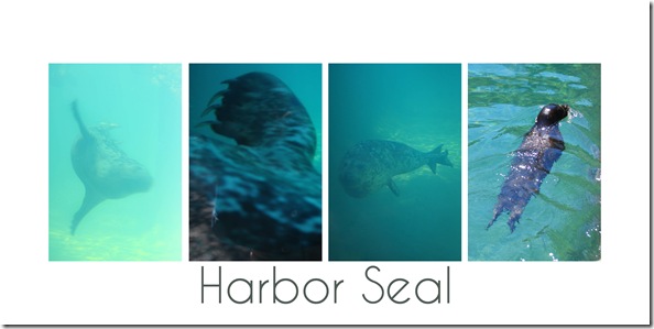 seal