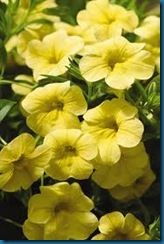 annuals annuals