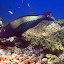 Fish In The Coral - Oak Beach, Australia