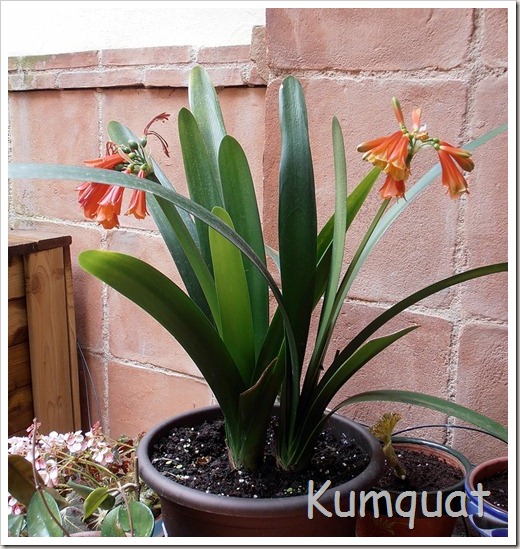 Clivia 3 Clivia 3