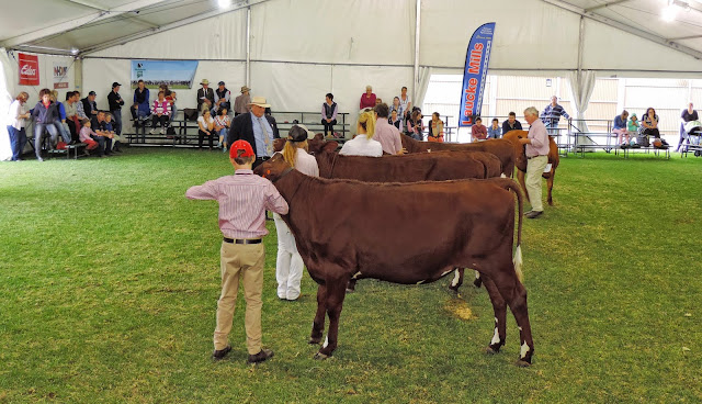 Second class for the day, Yearling Heifer, in the red hat Thomas Follett the eventual winner. With spectators in the background..jpg