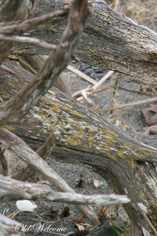 [driftwood-24.jpg]