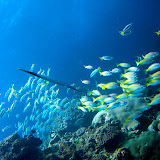 Reef Fish
