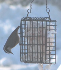 Blizzard 2.10.2013 front yard red breasted nuthatch on suet17