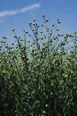 [flax%2520seed%2520plant%255B2%255D.jpg]