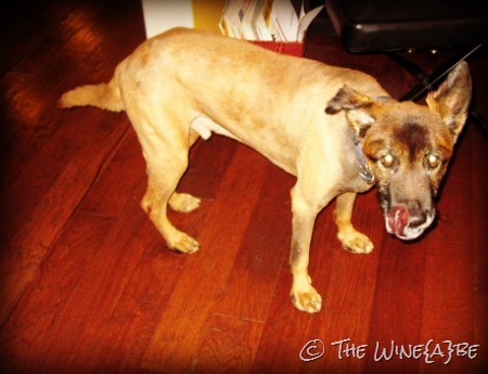 runaway_dog runaway_dog