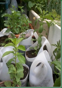stevia piantina stevia piantina