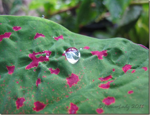 08-08-raindrop1