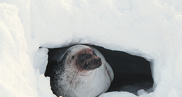 In this 30 April 2001 file photo provided by Brendan P. Kelly, a ringed seal looks out of a snow cave on the ice off of Barrow, Alaska. Ringed seals, the main prey of polar bears, and bearded seals in the Arctic Ocean will be listed as threatened under the Endangered Species Act, the National Oceanic and Atmospheric Administration announced, Friday, 21 December 2012. Brendan P. Kelly / Associated Press