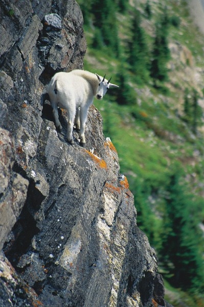 [Mountain-Goat102.jpg]