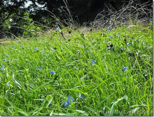 BLUE DAY FLOWERS 2