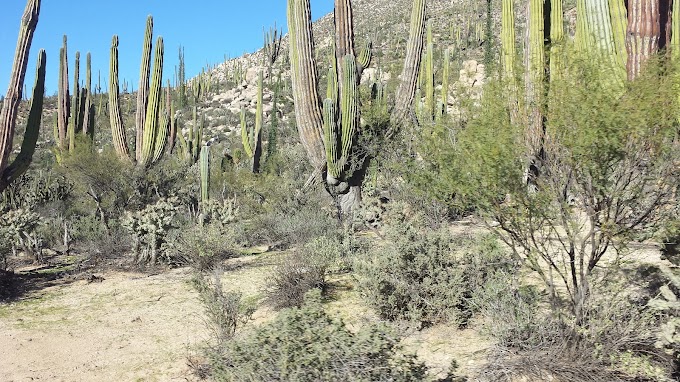 Cardon forest 20131226_131854.jpg