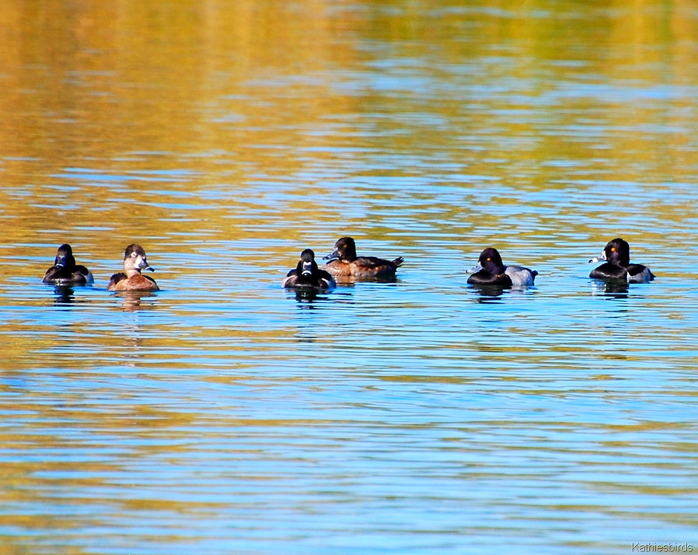 [1.%2520ducks-kab%255B4%255D.jpg]