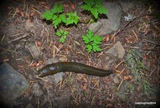 Lots of slugs on the trail!