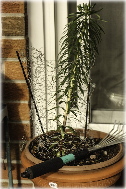 [Caged%2520lily%255B4%255D.jpg]