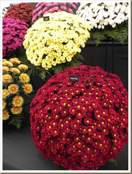 Cushions of chrysanths. DSCN9037