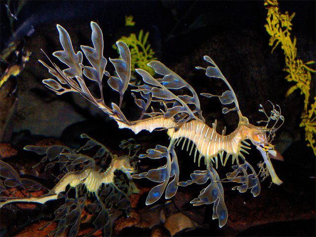 Strange Sea Creatures