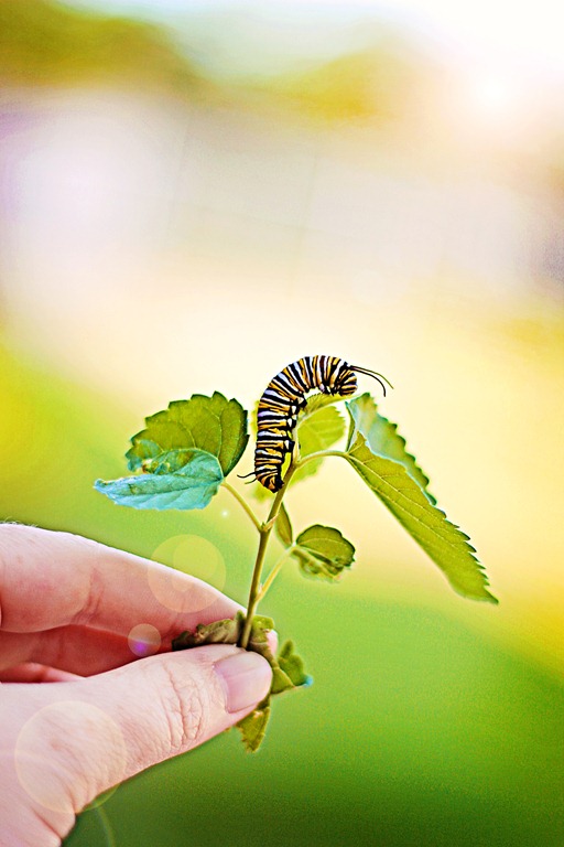 [caterpillar2%255B4%255D.jpg]