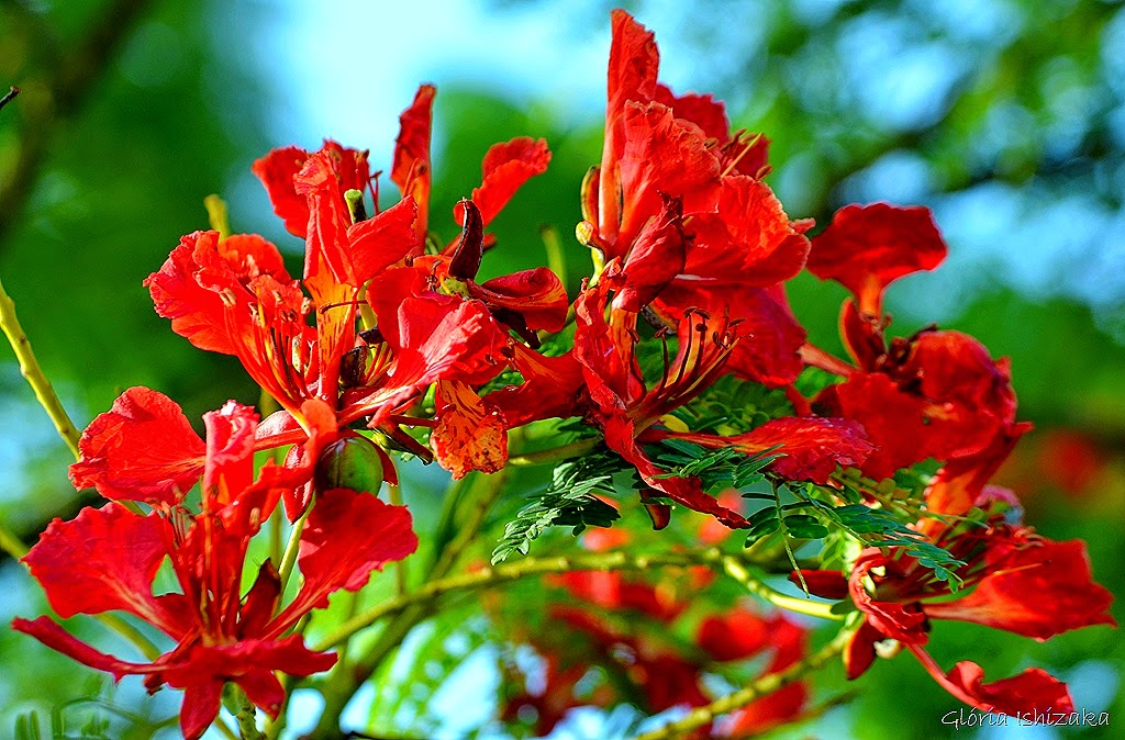 [Gl%25C3%25B3ria%2520Ishizaka%2520-%25205%255B14%255D.jpg]