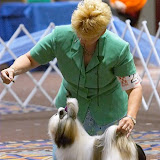 American Shih Tzu Club 2003 National Specialty, May 22, 2003