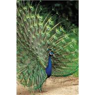 [peacock.png]