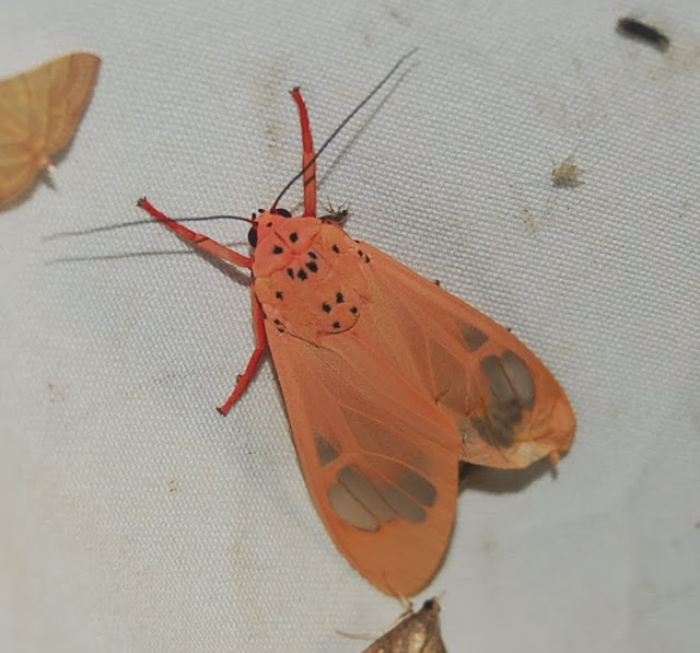 Arctiinae : Amerila madagascariensis (BOISDUVAL, 1847), endémique. Mananara Lodge, 7 janvier 2014. Photo : T. Laugier
