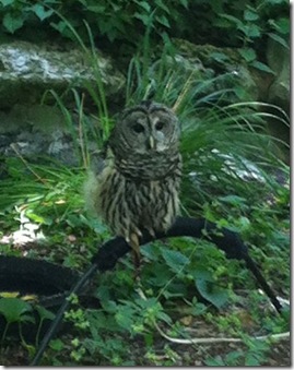 8_owl 8_owl