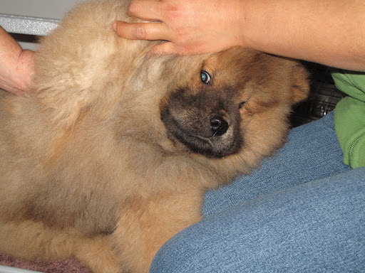 Don't miss that little tuft under there!