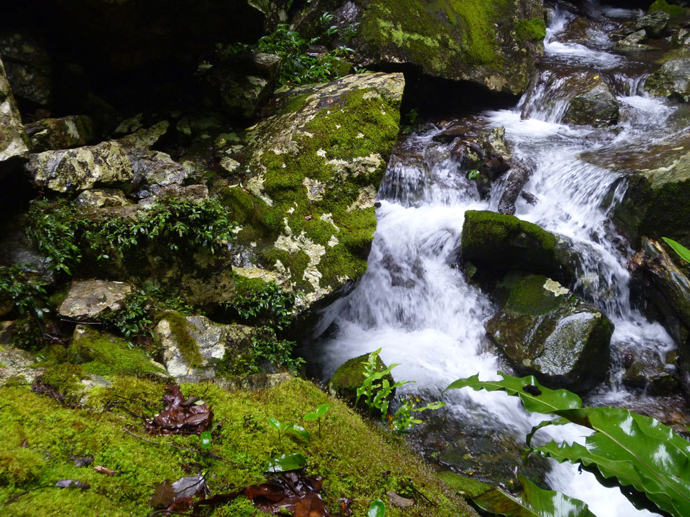 Toolona Creek and Mount Wanungra, O’Reilly’s