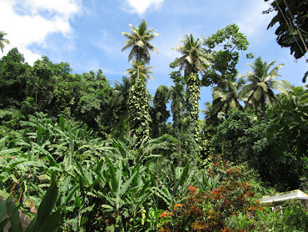 St. Lucia: The botanical garden