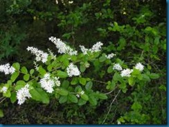 Chinese privet