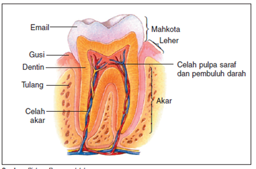 struktur gigi